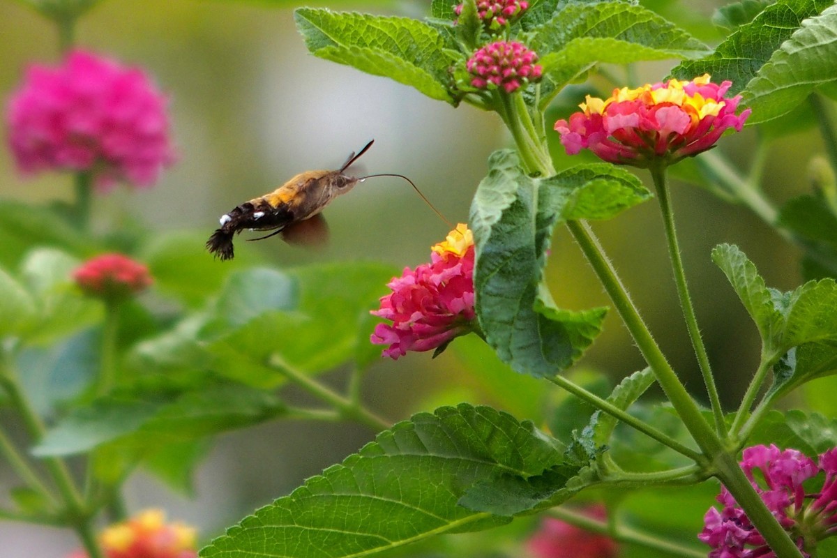 蝴蝶和透翅天蛾（奥林巴斯卡片机拍摄）