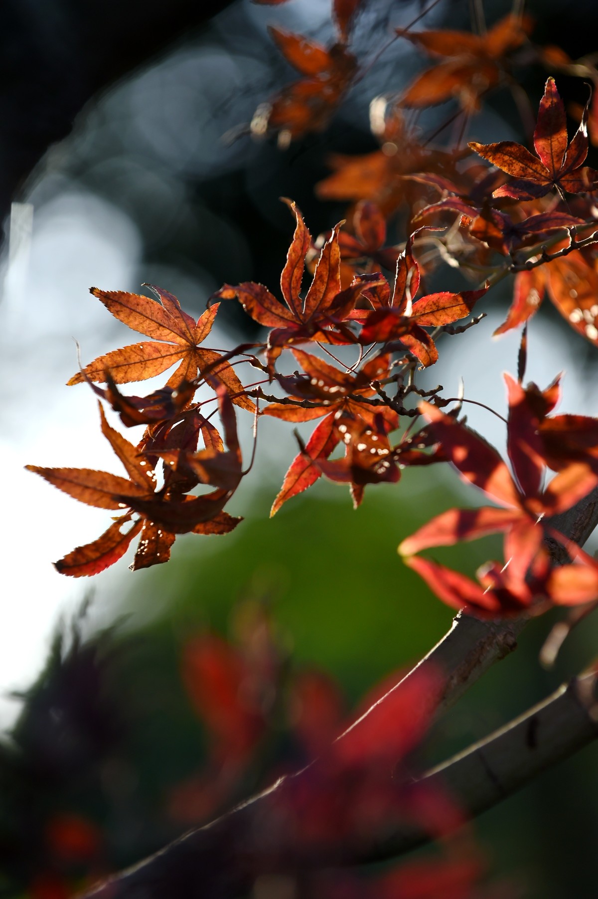 【图集】枫情万种