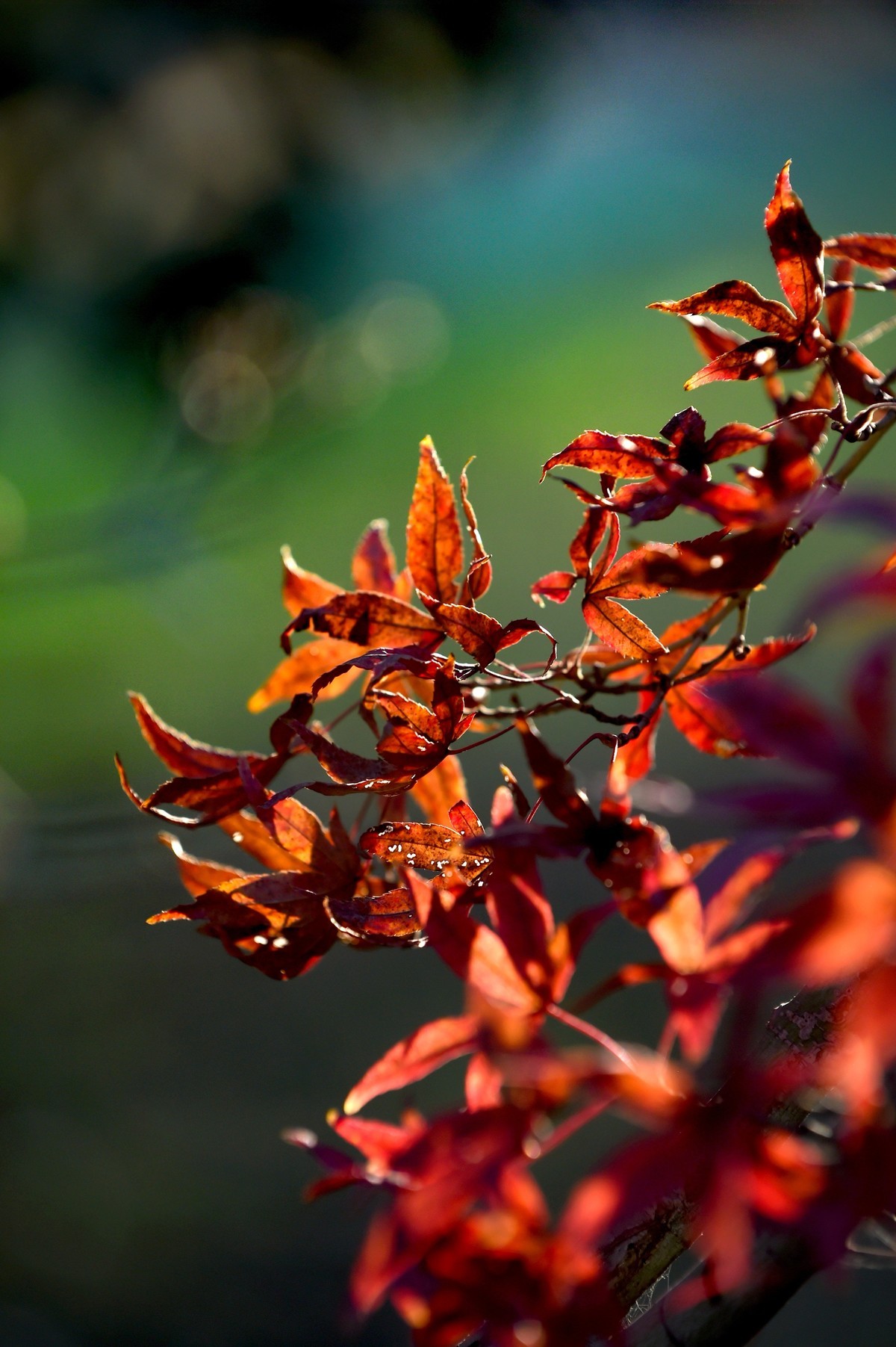 【图集】枫情万种