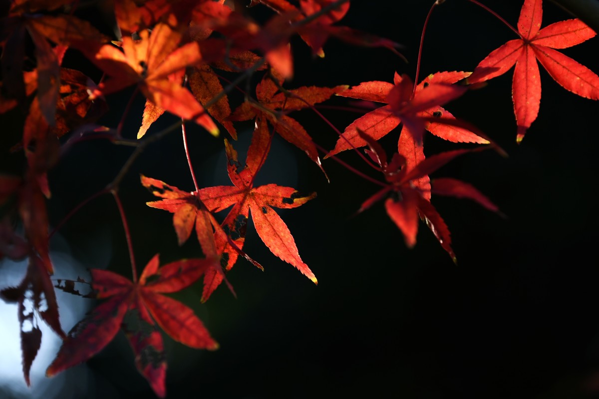 【图集】枫情万种