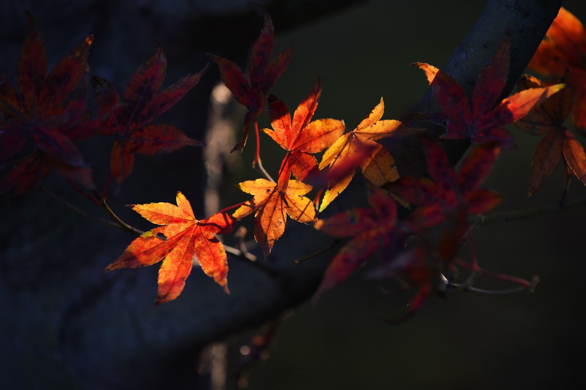 【图集】枫情万种