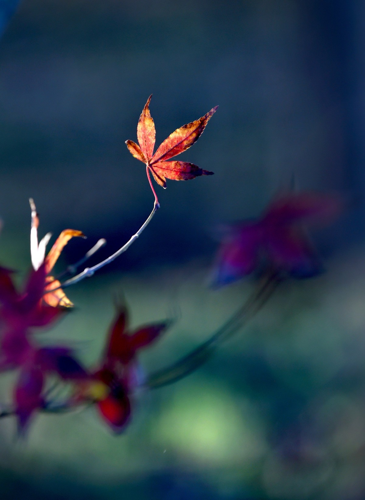 【图集】枫情万种