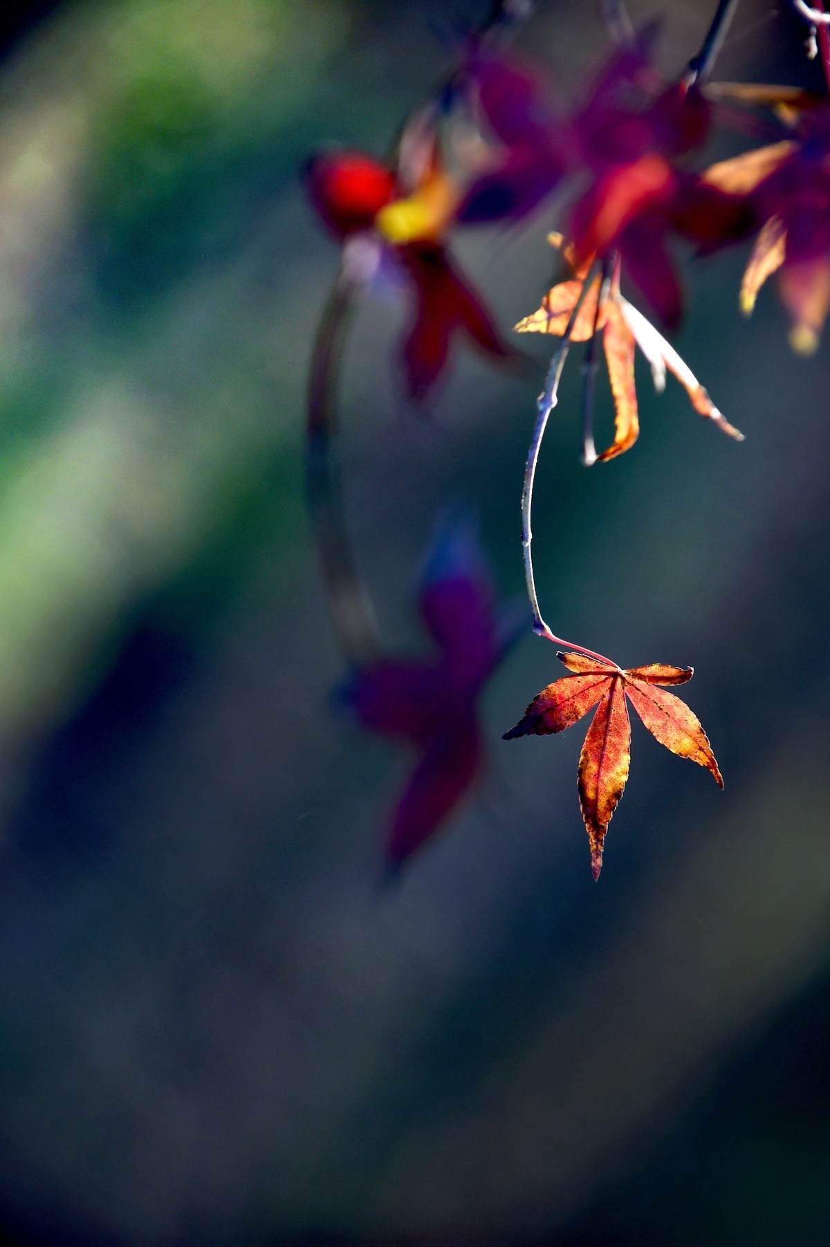 【图集】枫情万种