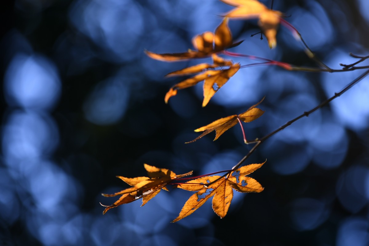 【图集】枫情万种