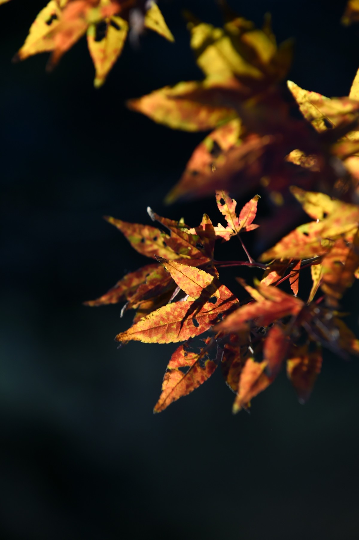 【图集】枫情万种