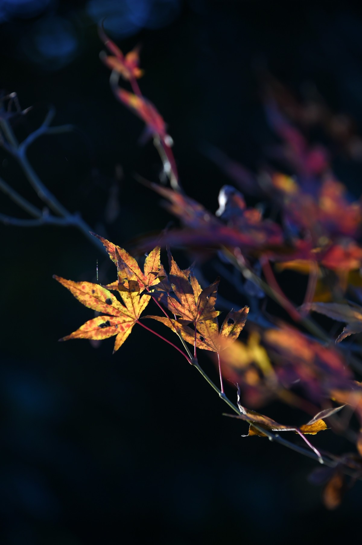 【图集】枫情万种