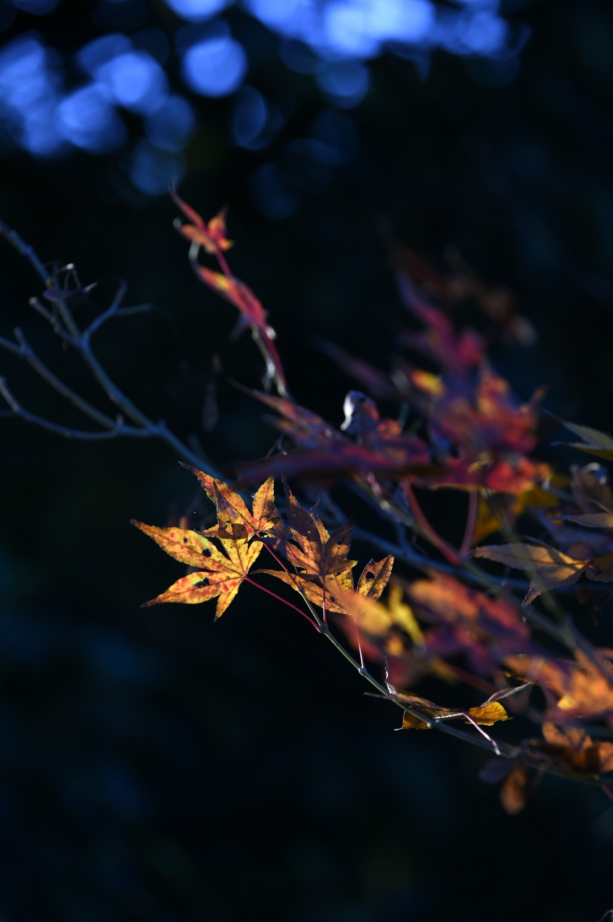 【图集】枫情万种