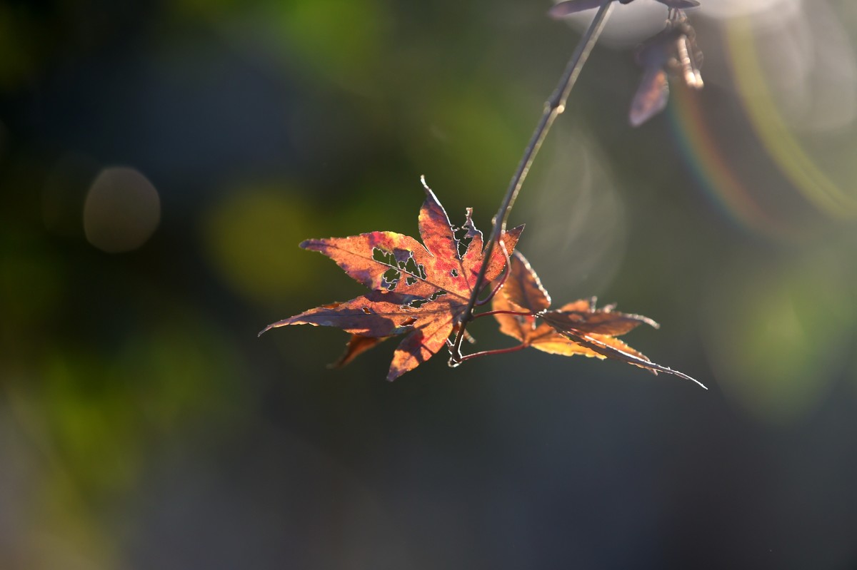 【图集】枫情万种