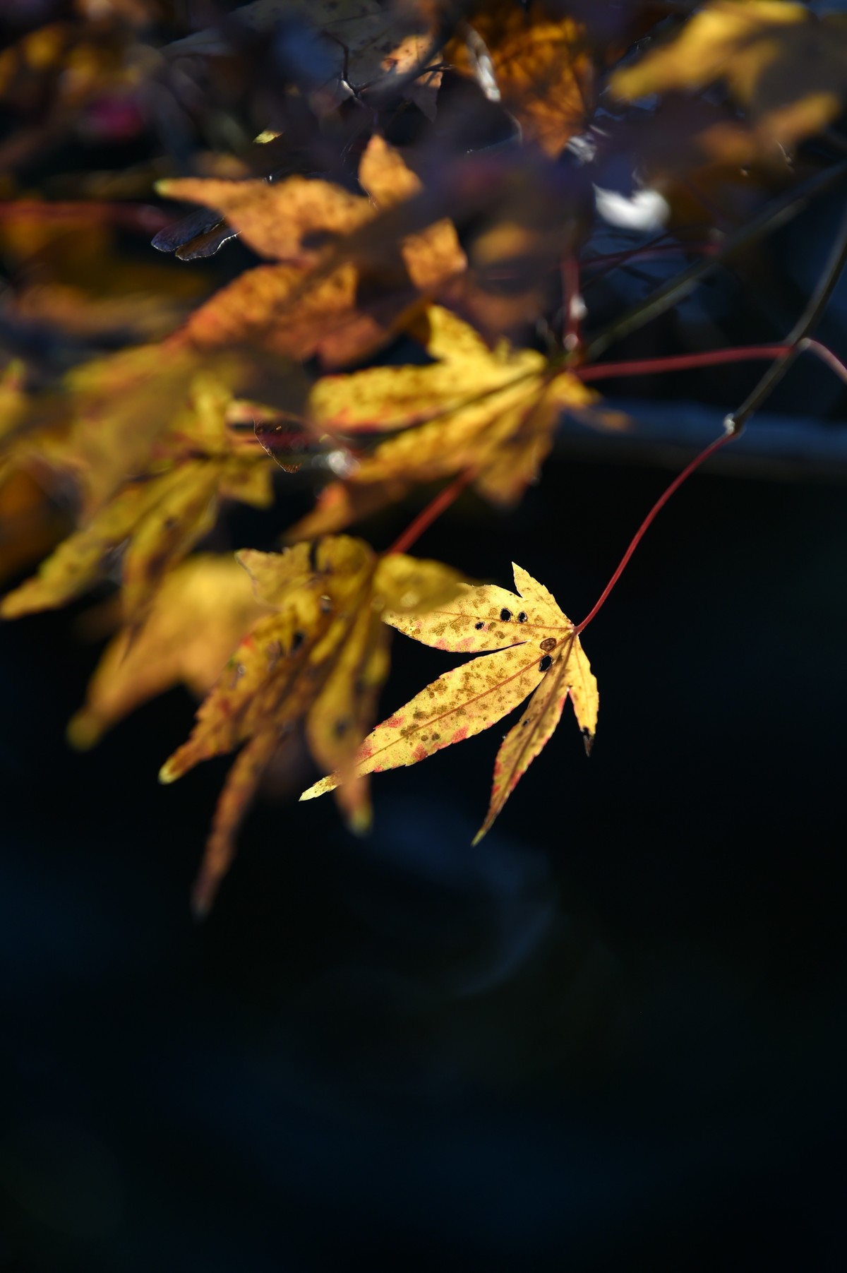 【图集】枫情万种