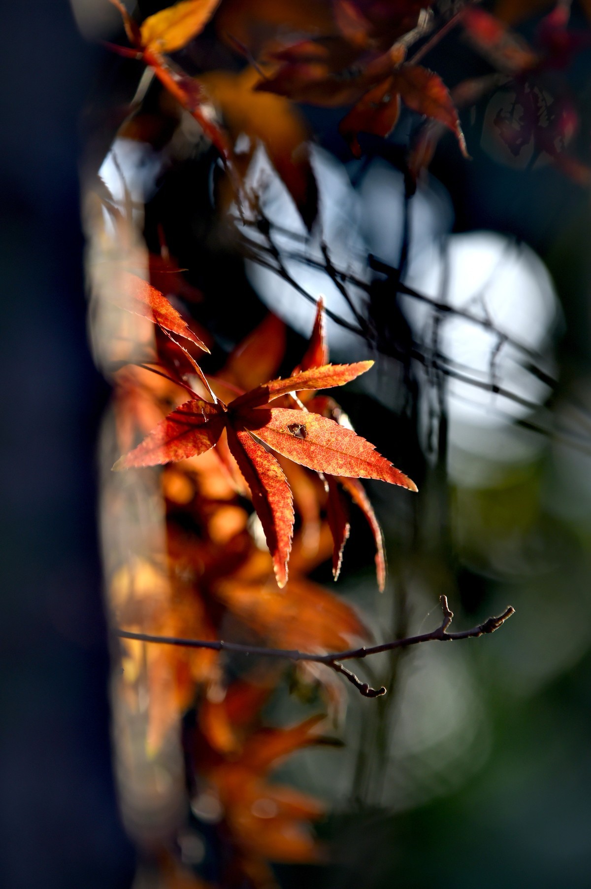 【图集】枫情万种