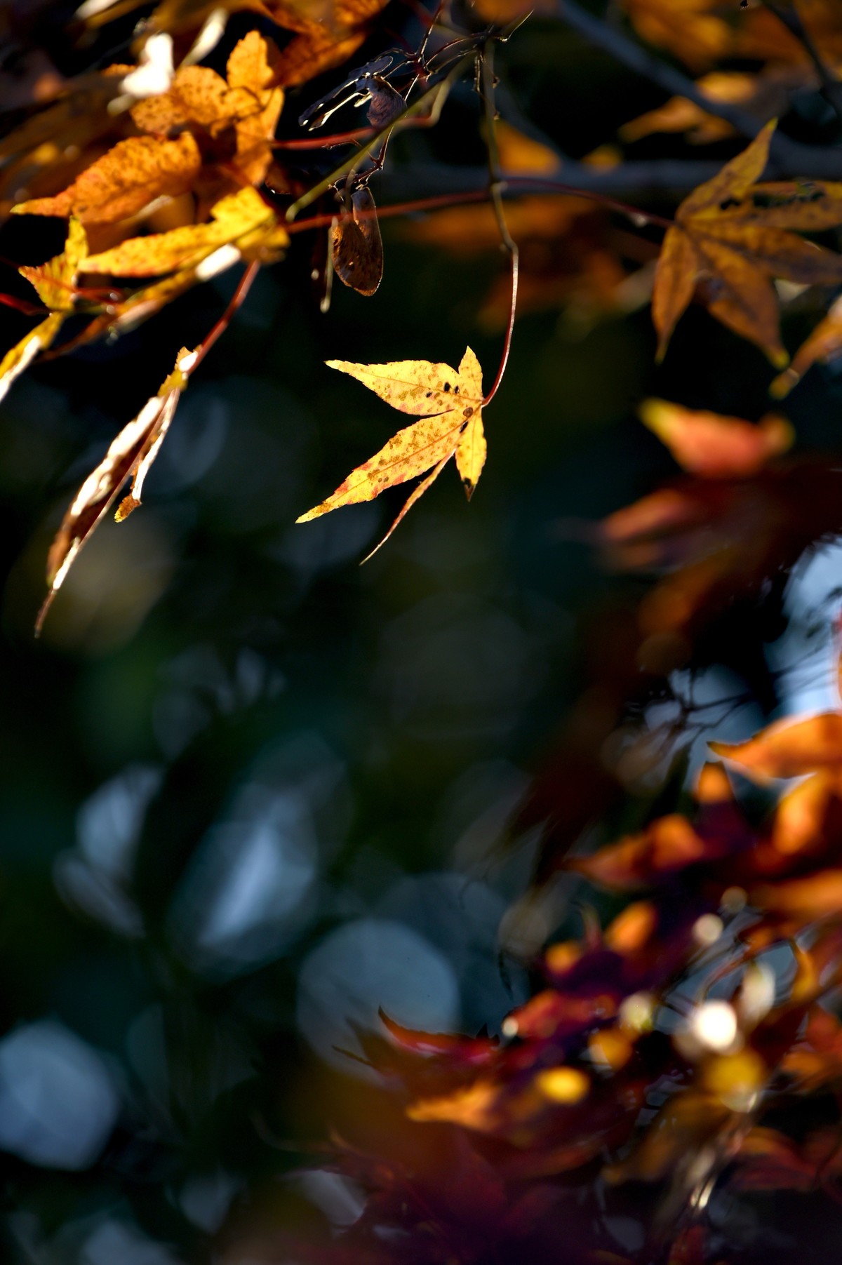 【图集】枫情万种