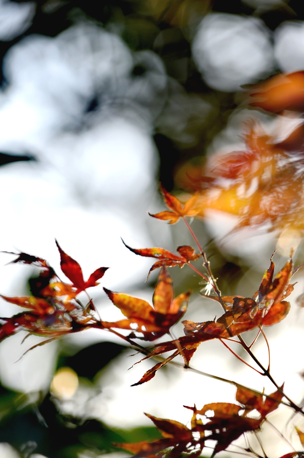 【图集】枫情万种