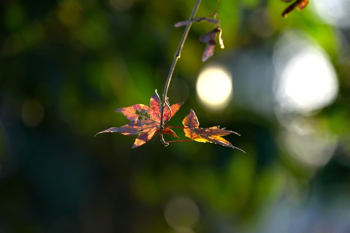 【图集】枫情万种