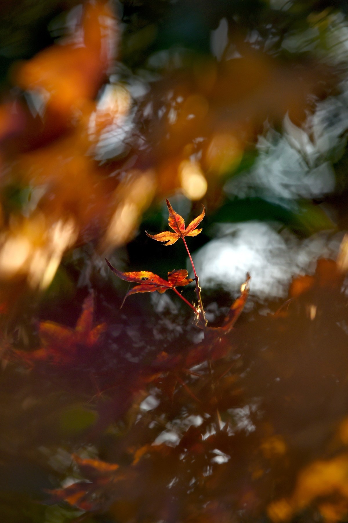 【图集】枫情万种