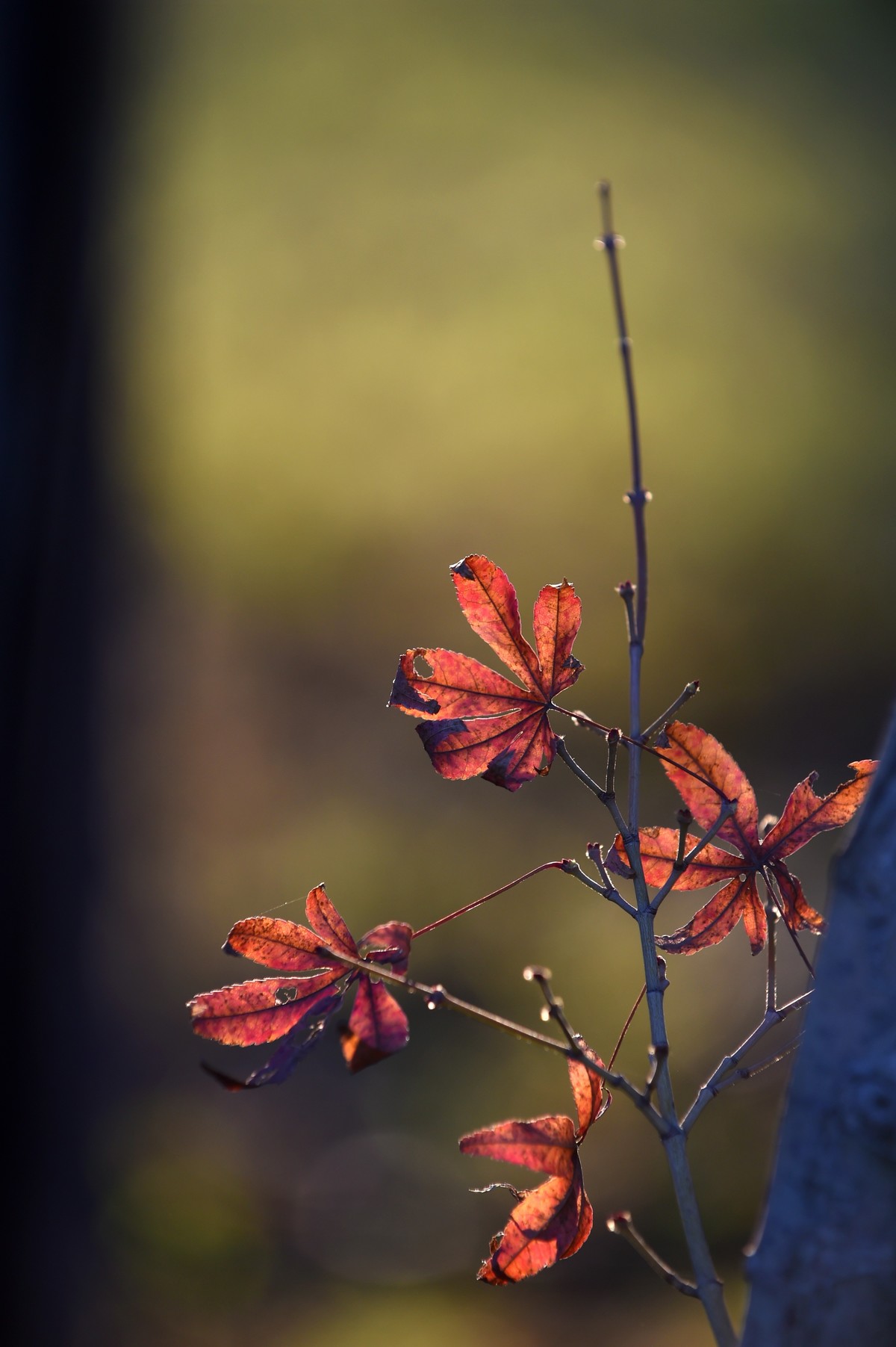 【图集】枫情万种