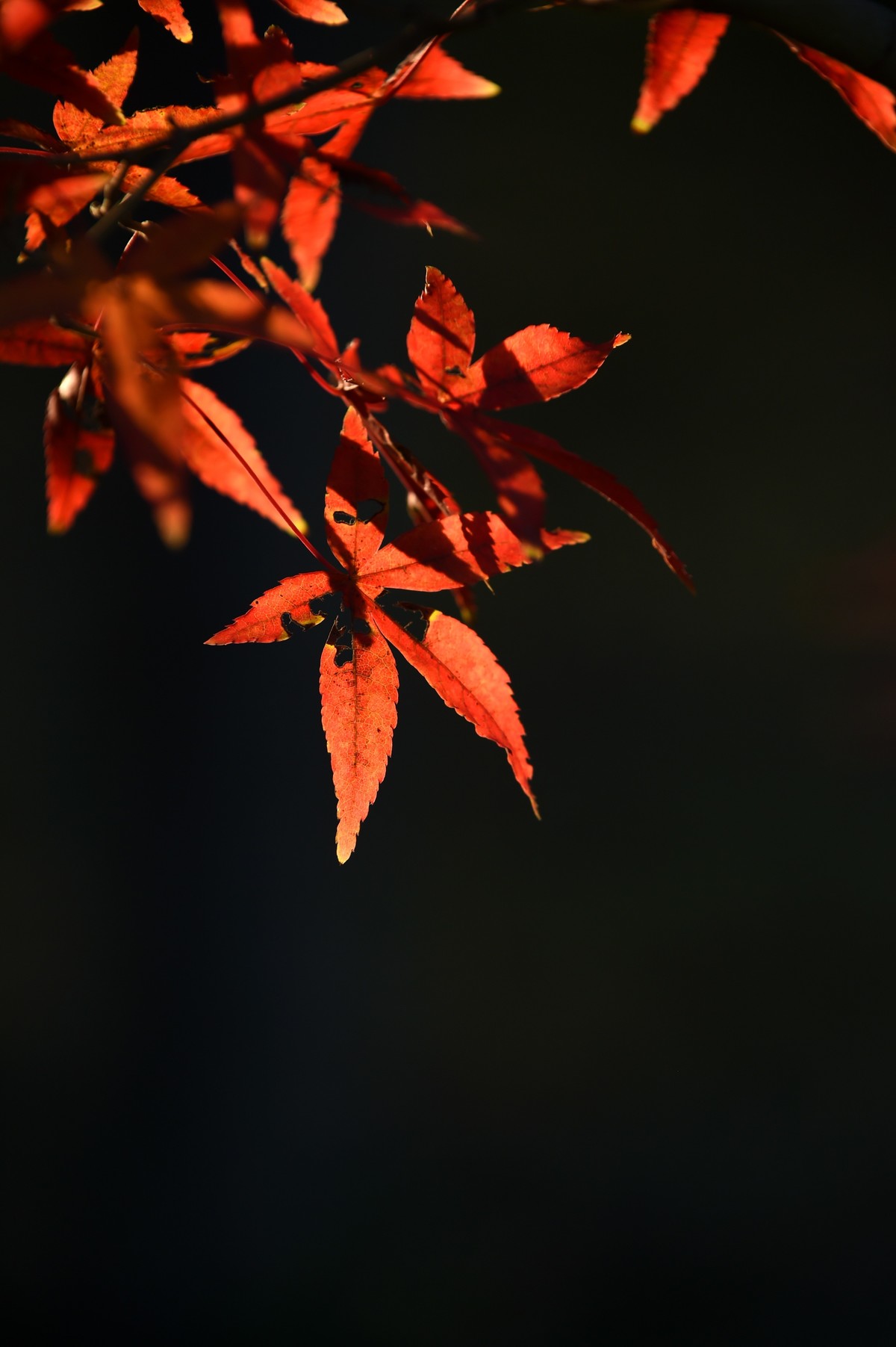 【图集】枫情万种