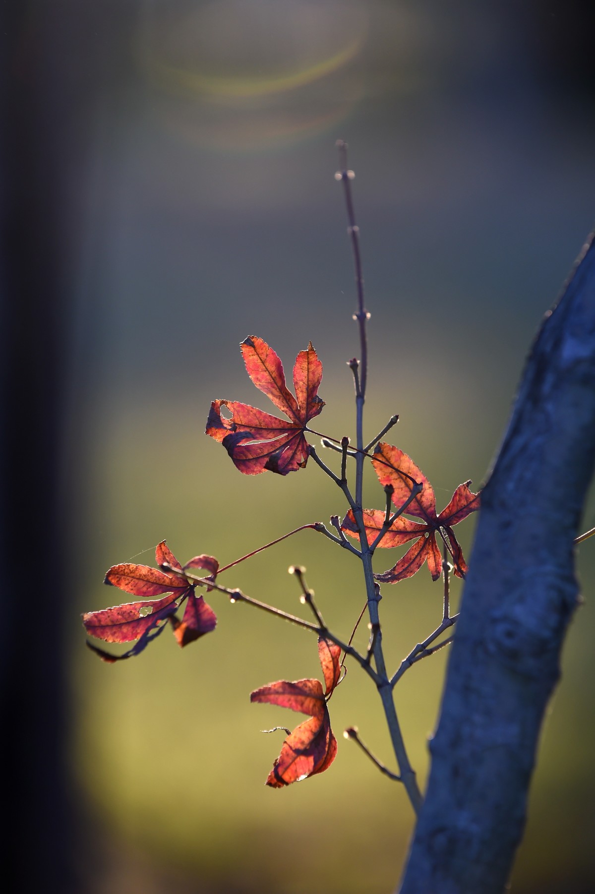 【图集】枫情万种