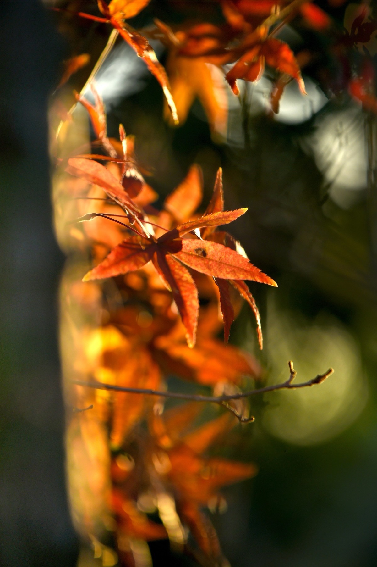 【图集】枫情万种