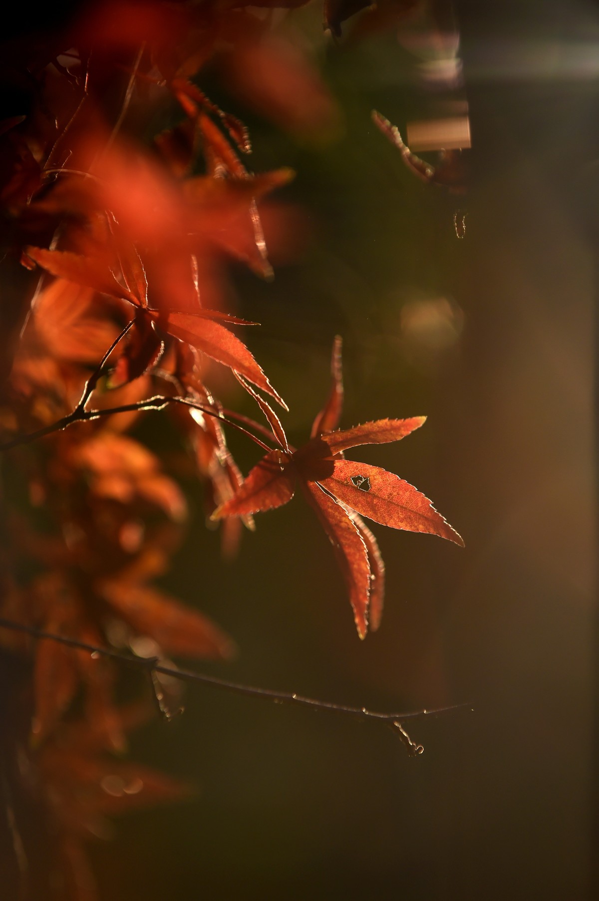 【图集】枫情万种