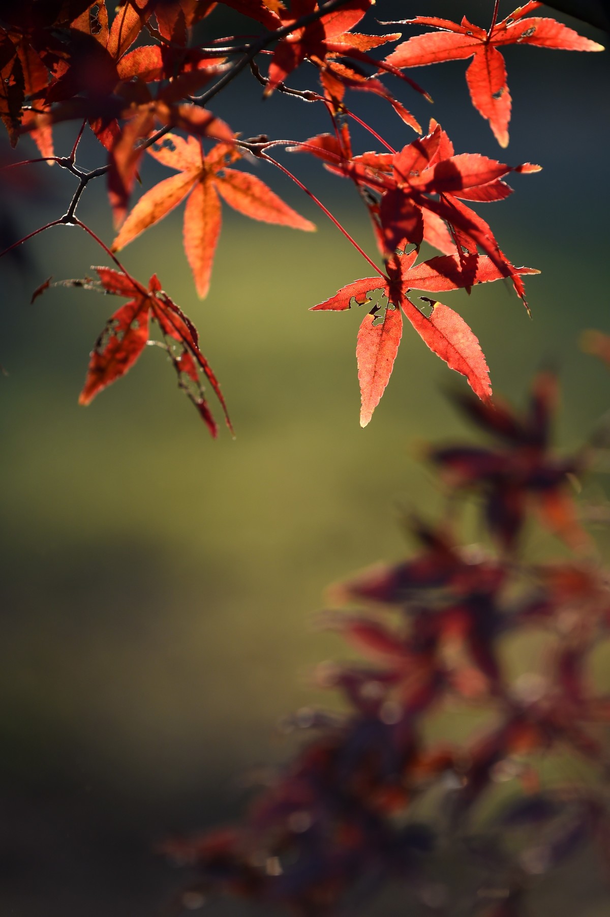 【图集】枫情万种