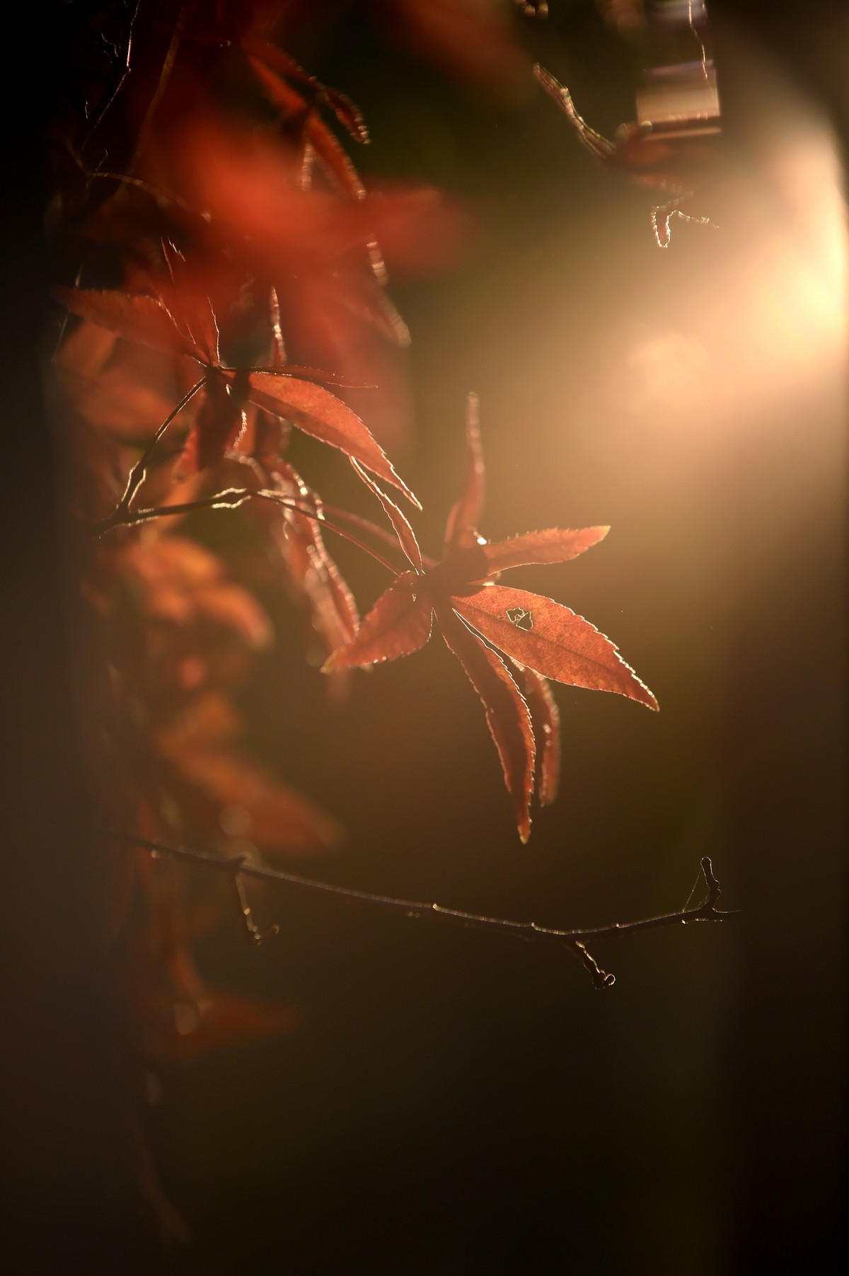 【图集】枫情万种