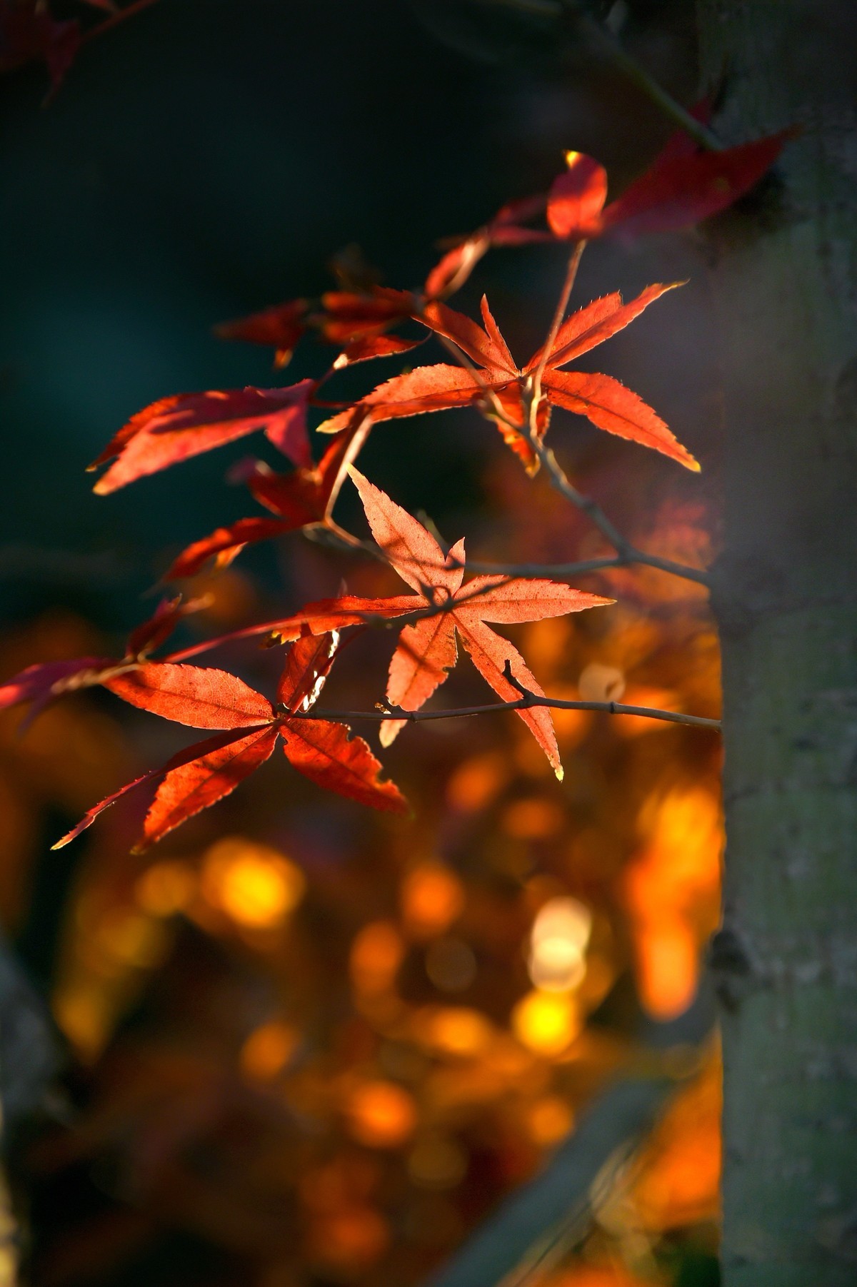 【图集】枫情万种