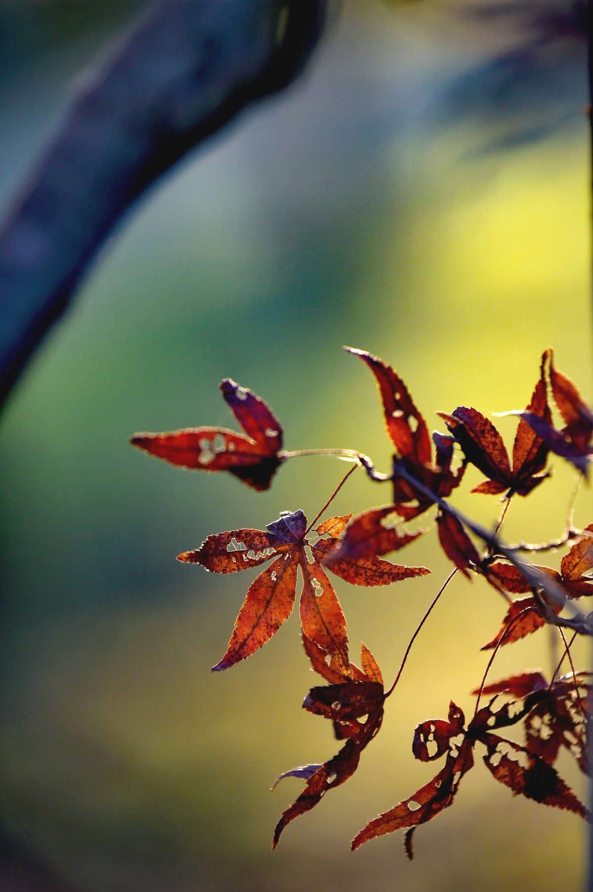 【图集】枫情万种
