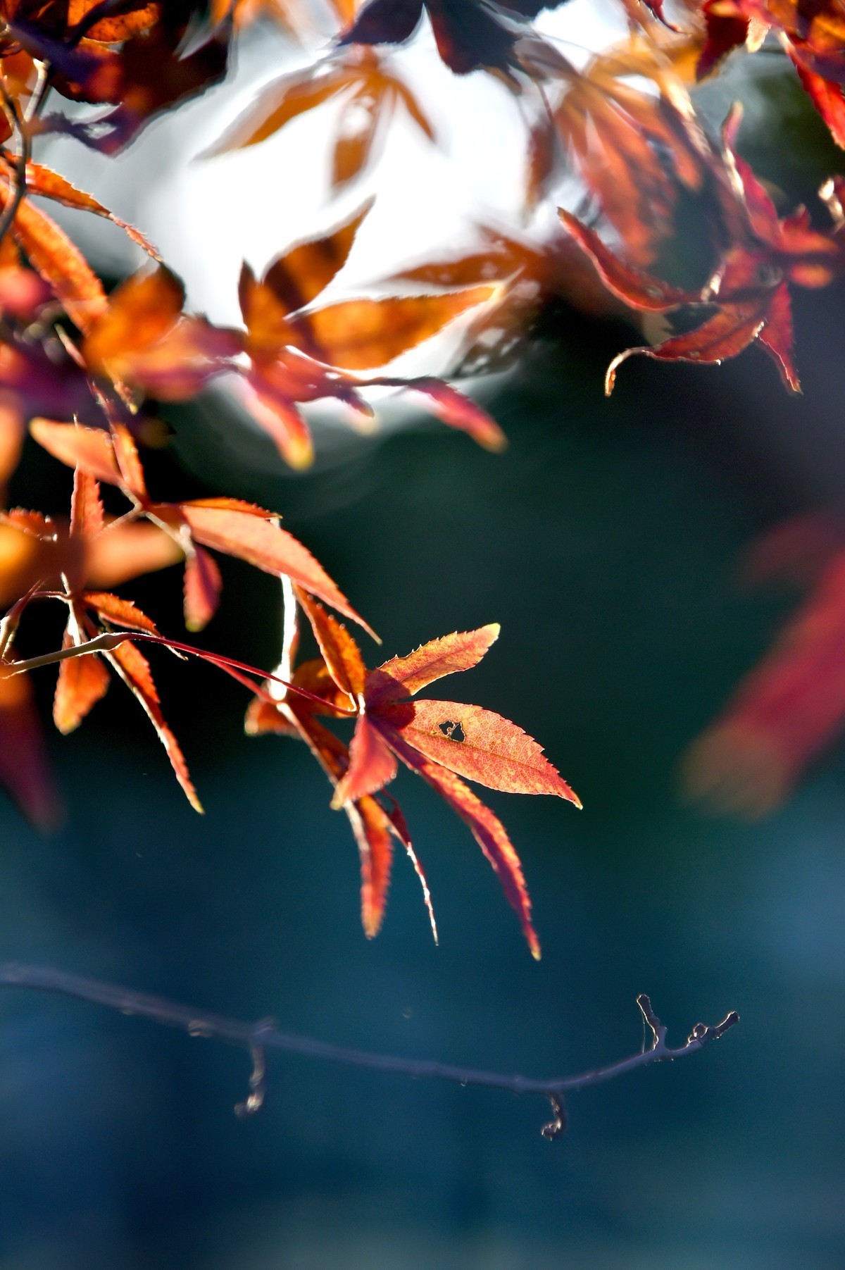 【图集】枫情万种