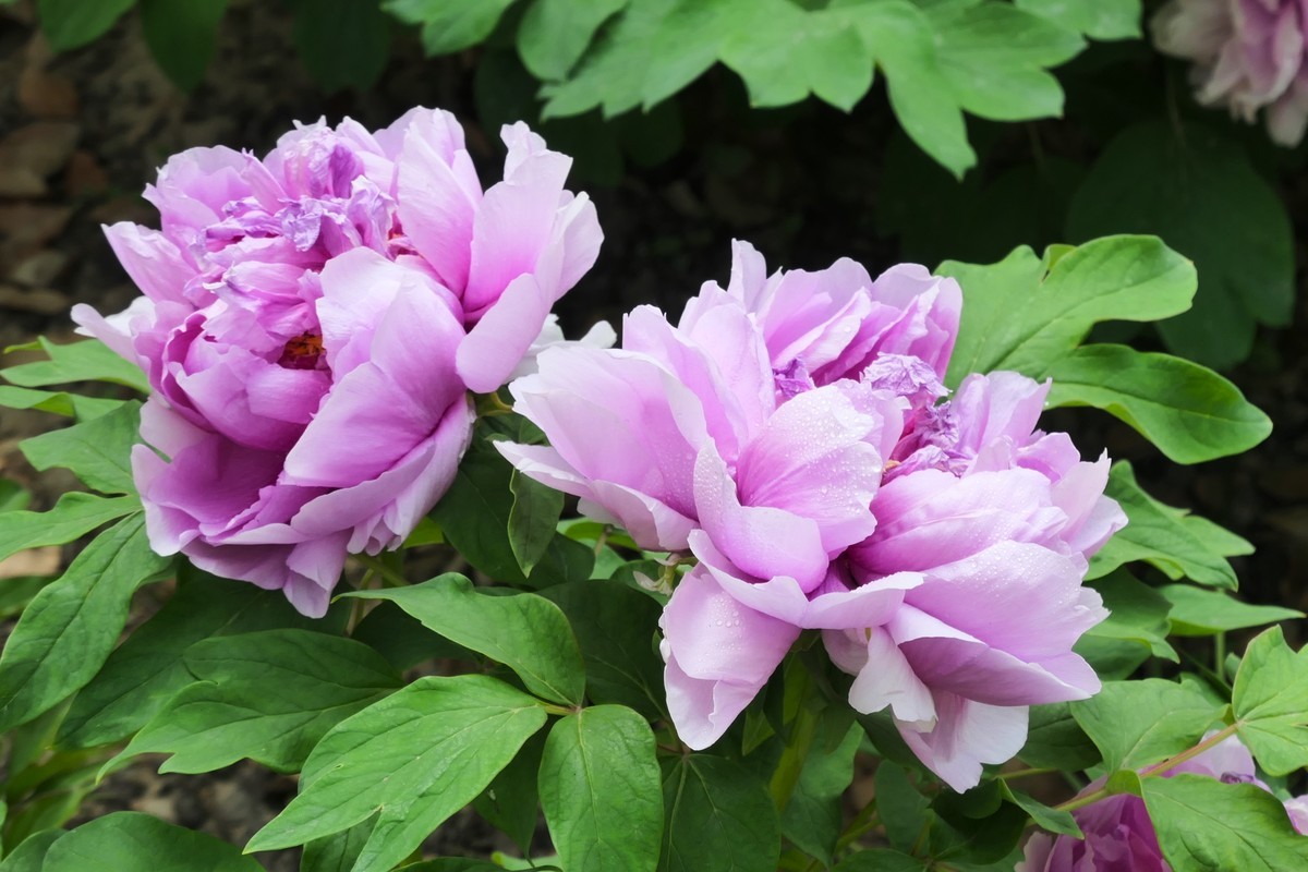 【国色芳华 春漾漕溪】——摄于上海漕溪公园