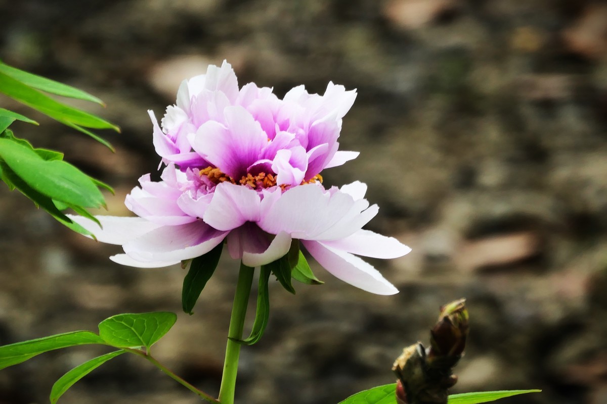 【国色芳华 春漾漕溪】——摄于上海漕溪公园