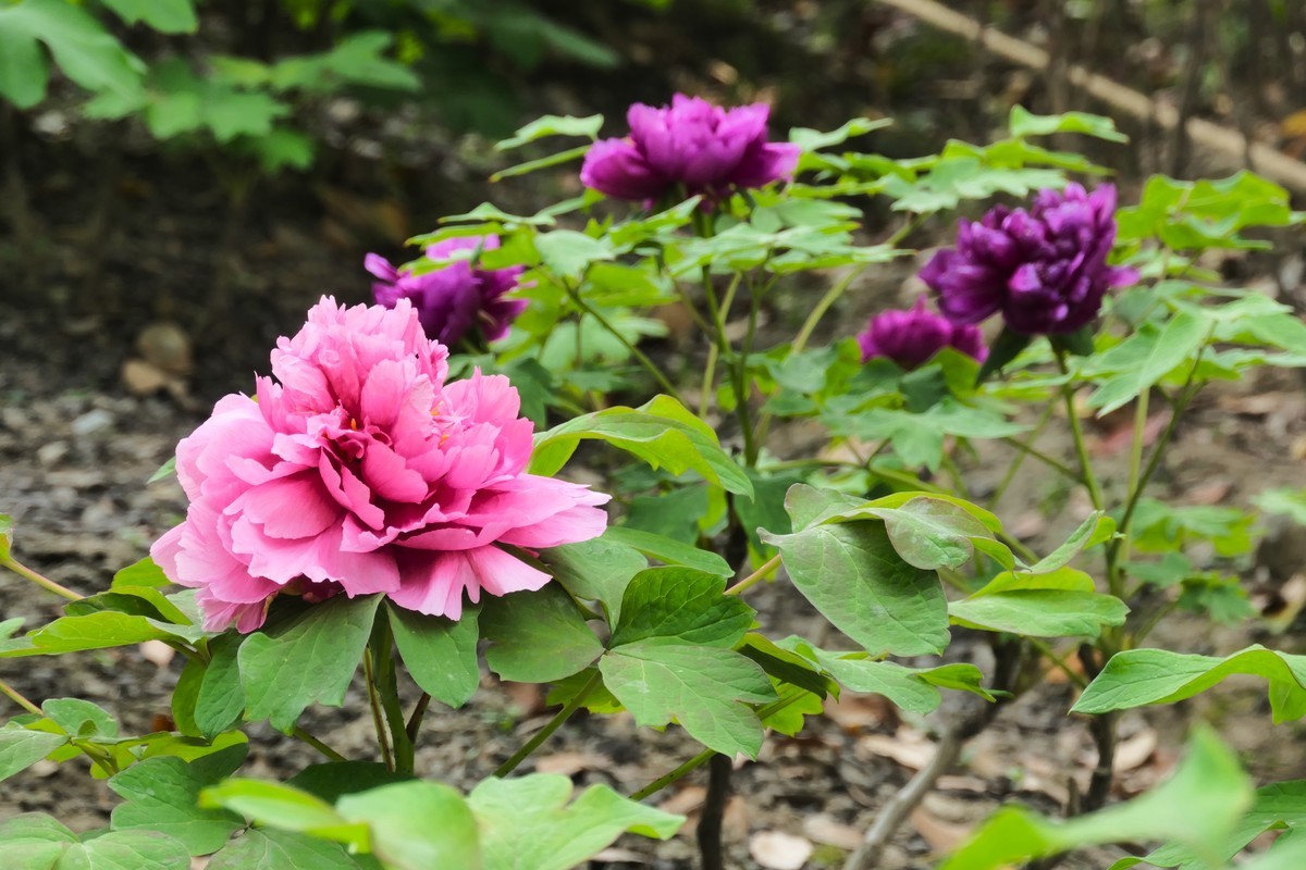 【国色芳华 春漾漕溪】——摄于上海漕溪公园