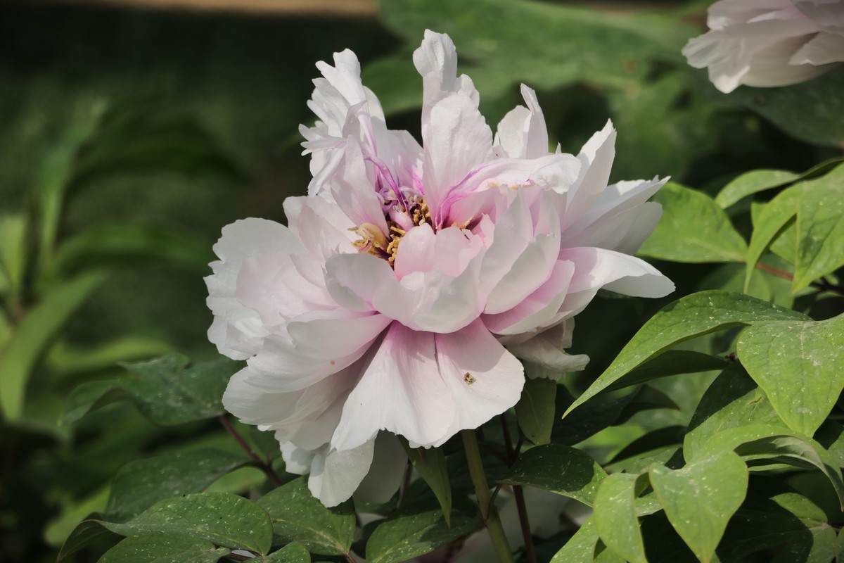 【国色芳华 春漾漕溪】——摄于上海漕溪公园