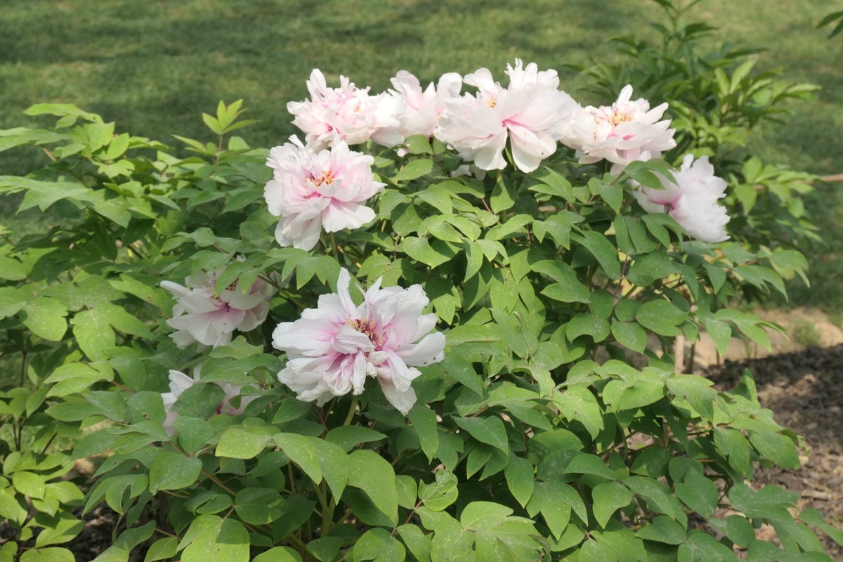 【国色芳华 春漾漕溪】——摄于上海漕溪公园