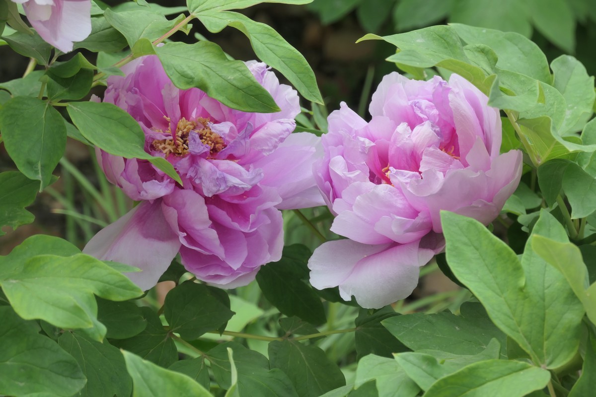 【国色芳华 春漾漕溪】——摄于上海漕溪公园