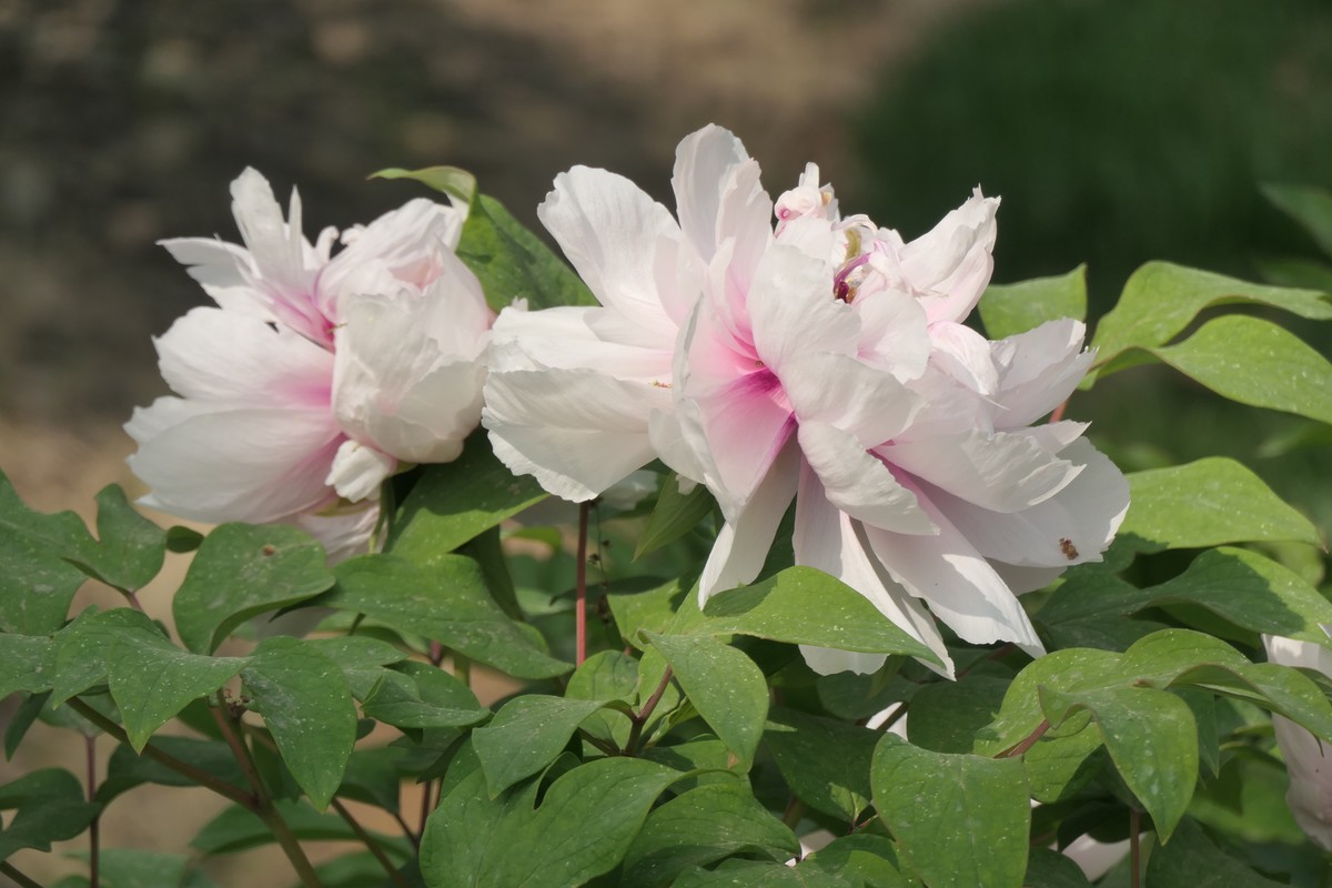 【国色芳华 春漾漕溪】——摄于上海漕溪公园