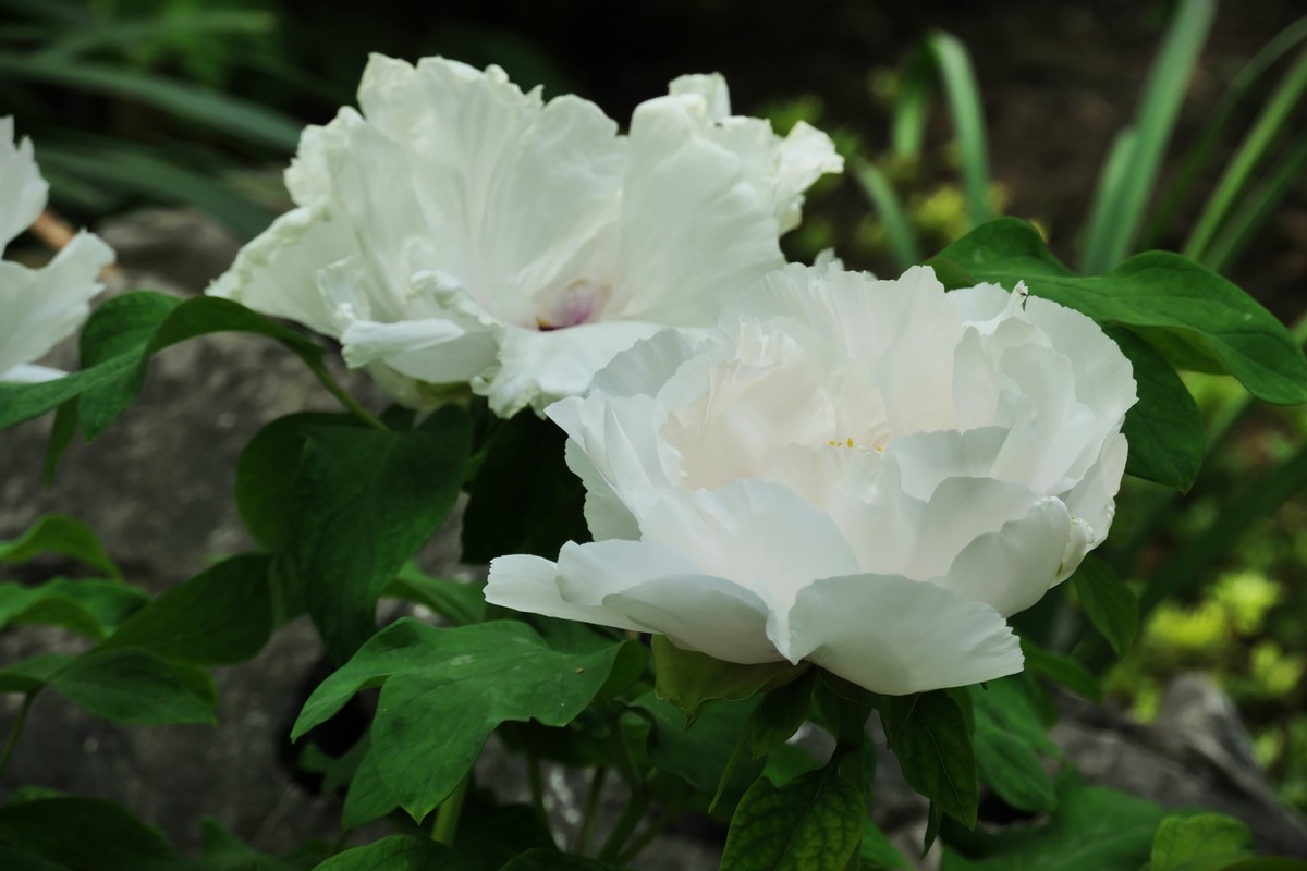 【国色芳华 春漾漕溪】——摄于上海漕溪公园