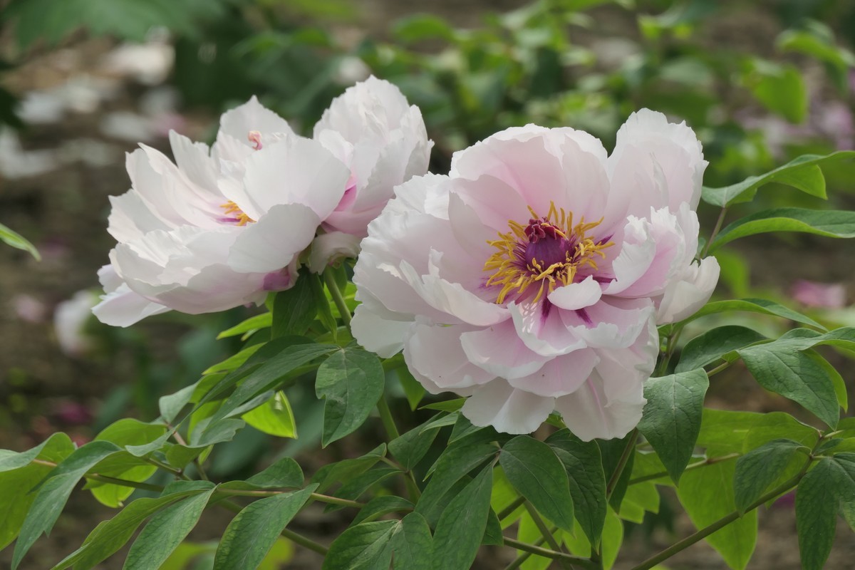 【国色芳华 春漾漕溪】——摄于上海漕溪公园