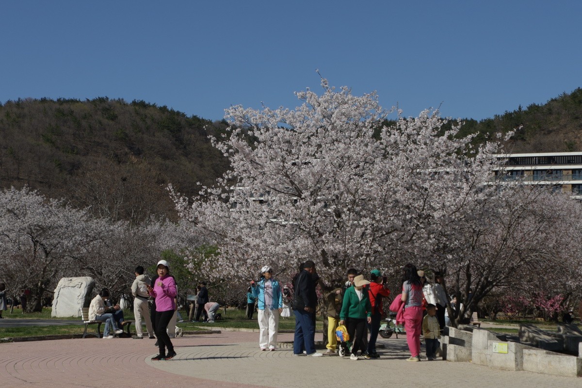 滨城游拍——龙王塘樱花园（2025）