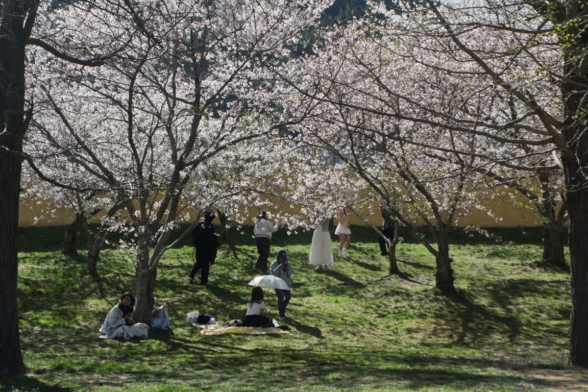 滨城游拍——龙王塘樱花园（2025）