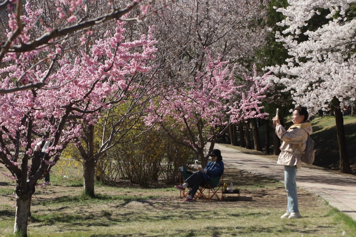 滨城游拍——龙王塘樱花园（2025）