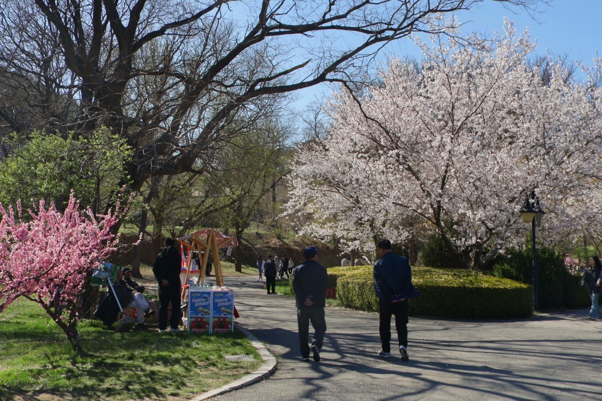 滨城游拍——龙王塘樱花园（2025）