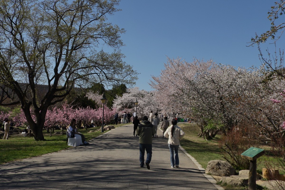 滨城游拍——龙王塘樱花园（2025）