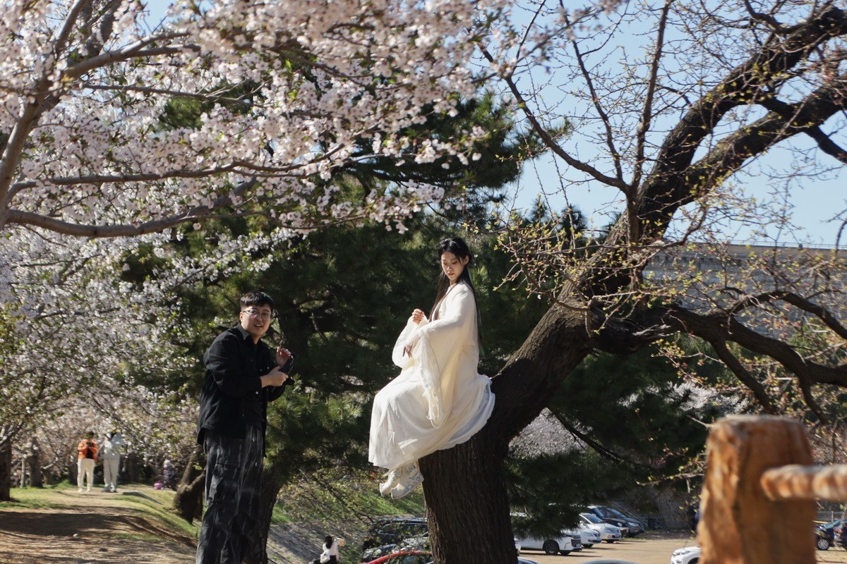 滨城游拍——龙王塘樱花园（2025）