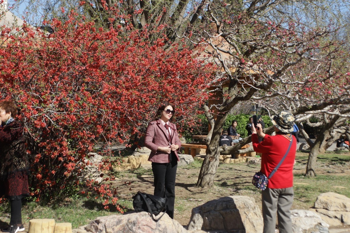 滨城游拍——龙王塘樱花园（2025）