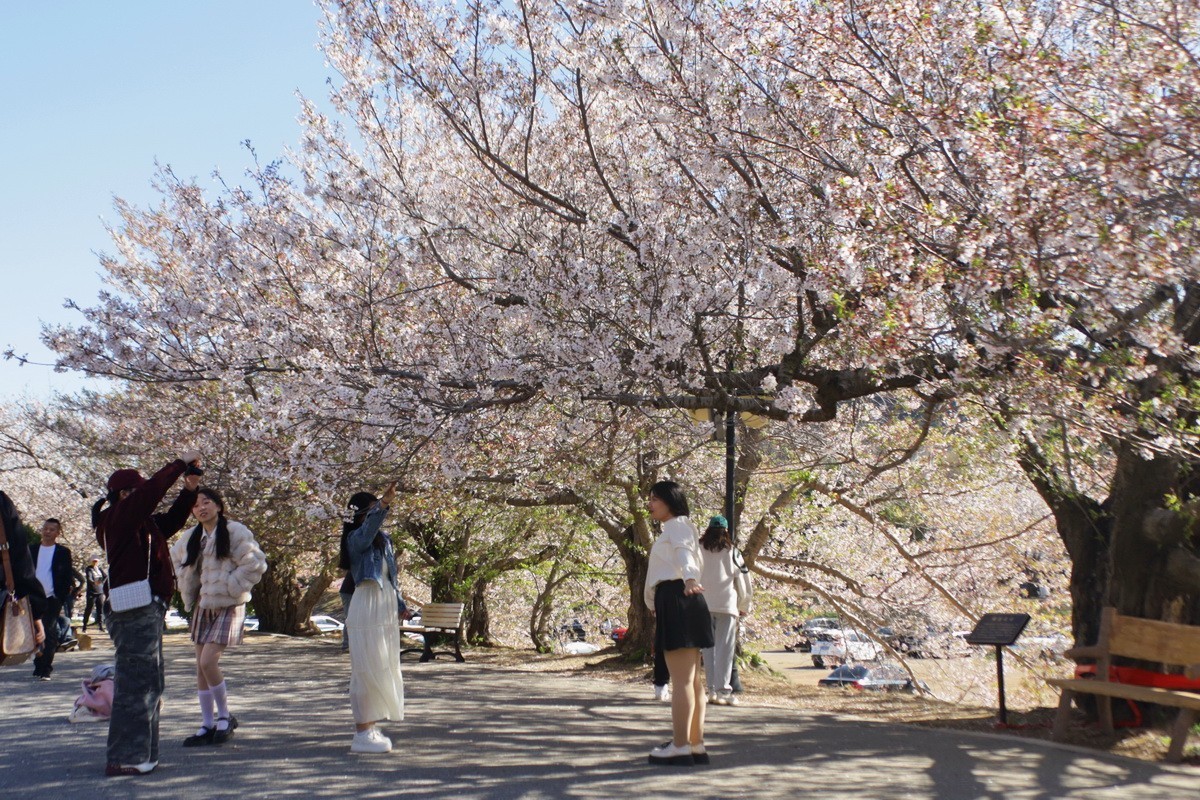 滨城游拍——龙王塘樱花园（2025）