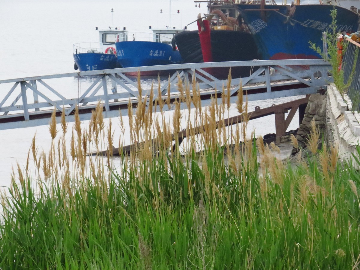 大辽河风光随手拍