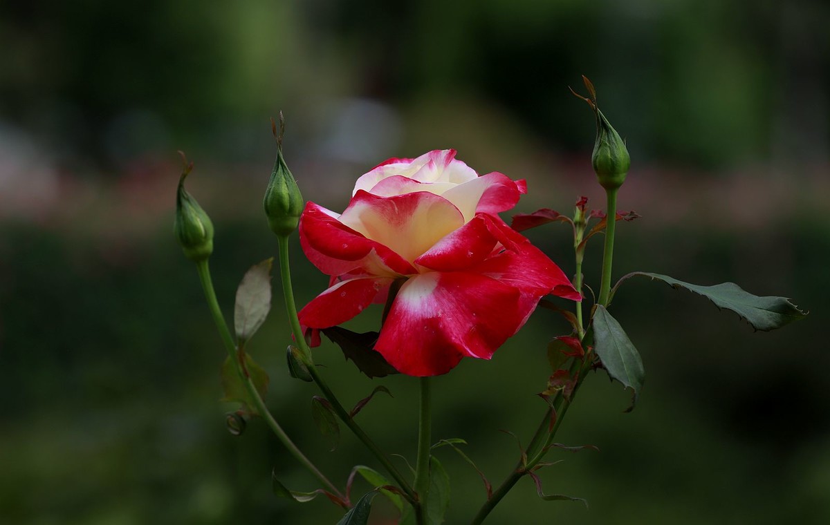 月季花 (5)