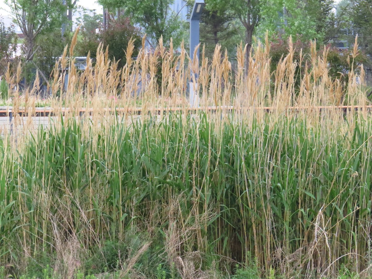 大辽河风光随手拍