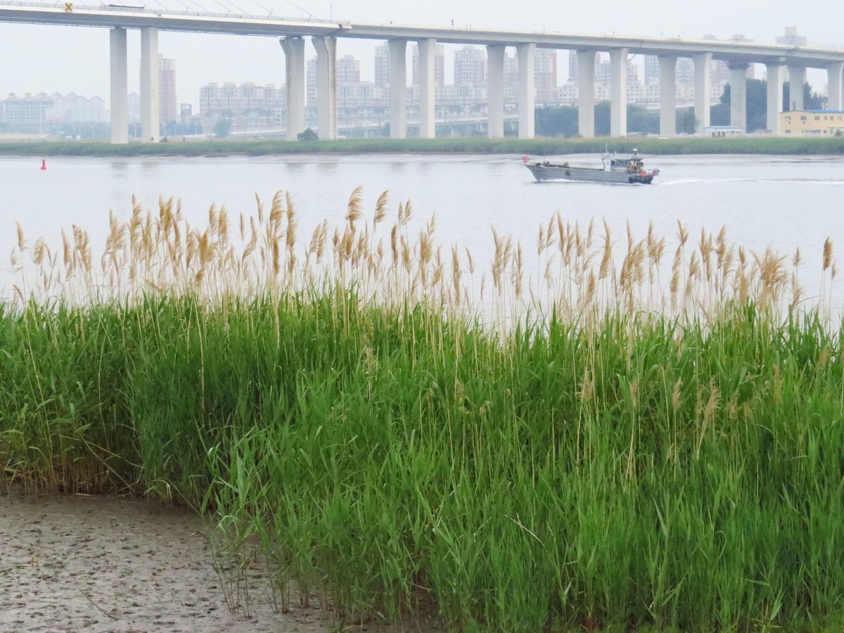 大辽河风光随手拍