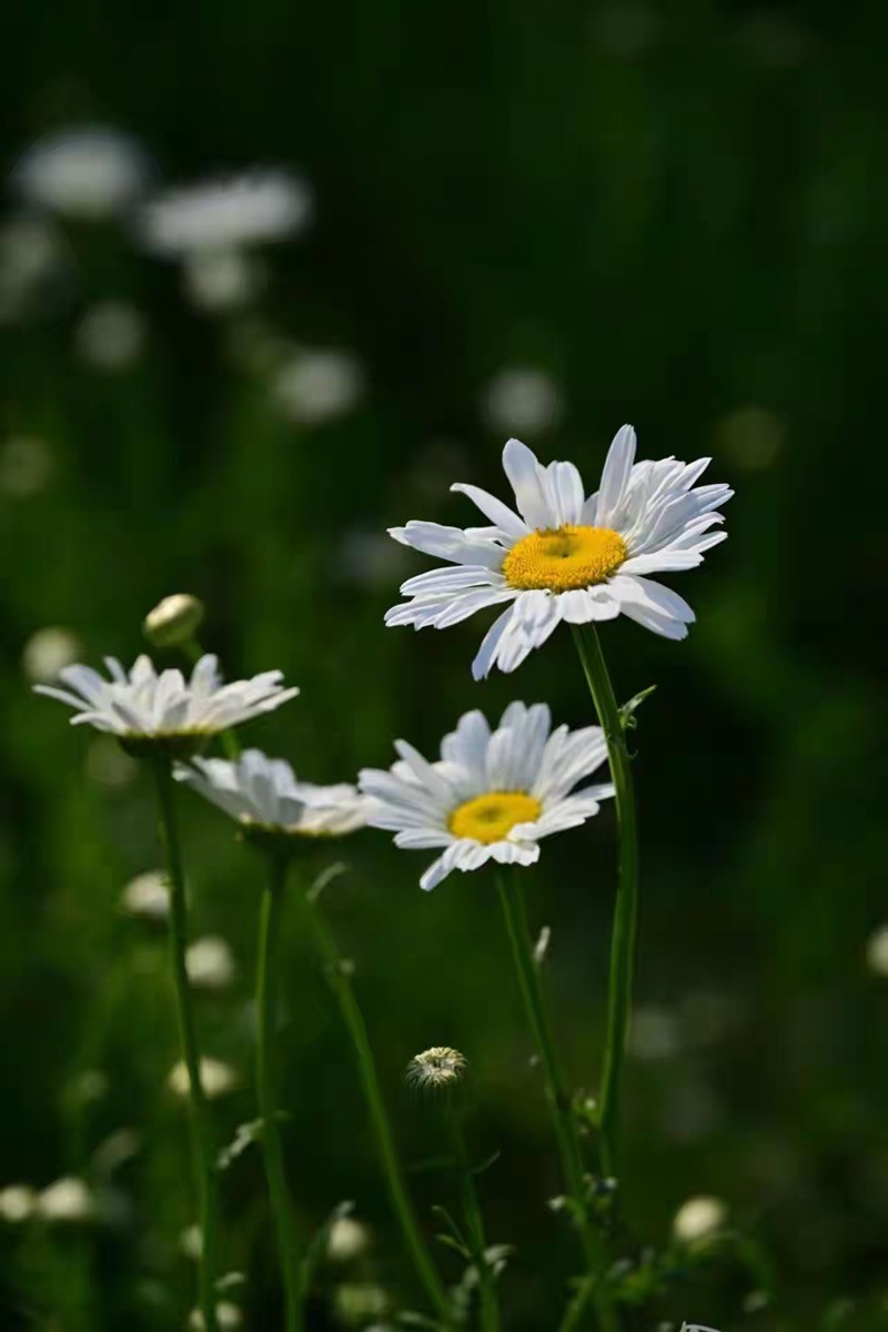 白晶菊